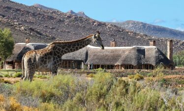 Full-Day Aquila Game Reserve